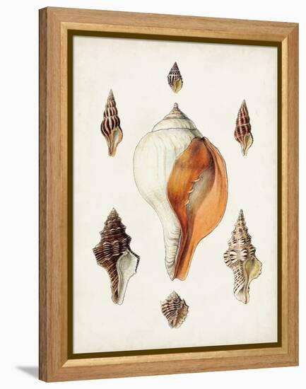 Sowerby Shells VII-James Sowerby-Framed Stretched Canvas