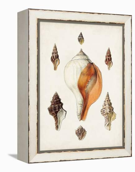 Sowerby Shells VII-James Sowerby-Framed Stretched Canvas