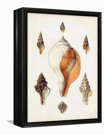 Sowerby Shells VII-James Sowerby-Framed Stretched Canvas