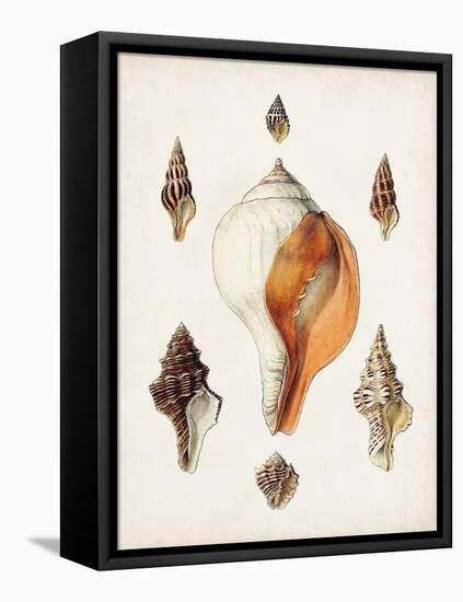 Sowerby Shells VII-James Sowerby-Framed Stretched Canvas