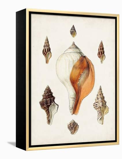 Sowerby Shells VII-James Sowerby-Framed Stretched Canvas