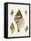 Sowerby Shells VIII-James Sowerby-Framed Stretched Canvas