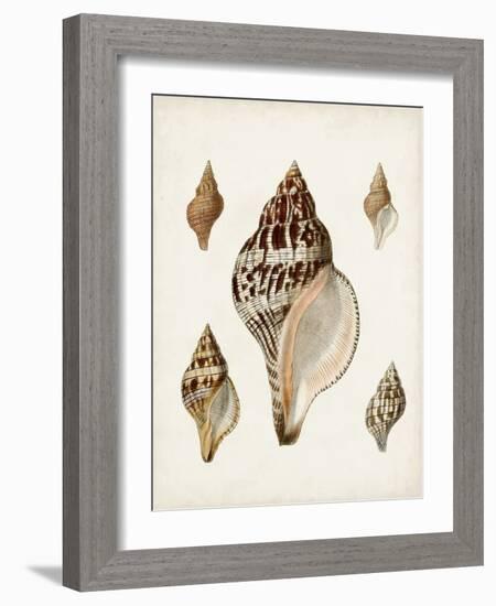 Sowerby Shells VIII-James Sowerby-Framed Art Print