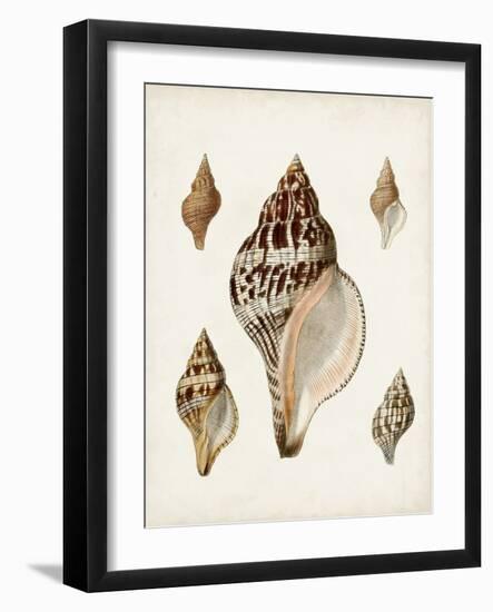 Sowerby Shells VIII-James Sowerby-Framed Art Print