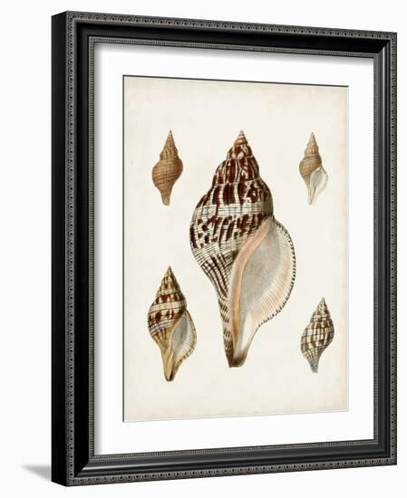 Sowerby Shells VIII-James Sowerby-Framed Art Print