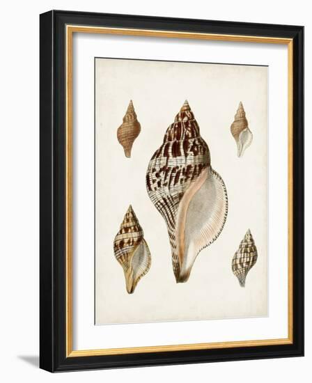 Sowerby Shells VIII-James Sowerby-Framed Art Print