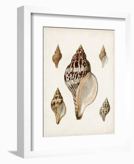 Sowerby Shells VIII-James Sowerby-Framed Art Print