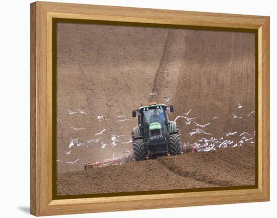 Sowing a Cereal Crop In Mid March-Adrian Bicker-Framed Premier Image Canvas