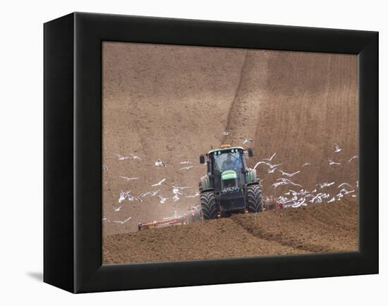 Sowing a Cereal Crop In Mid March-Adrian Bicker-Framed Premier Image Canvas