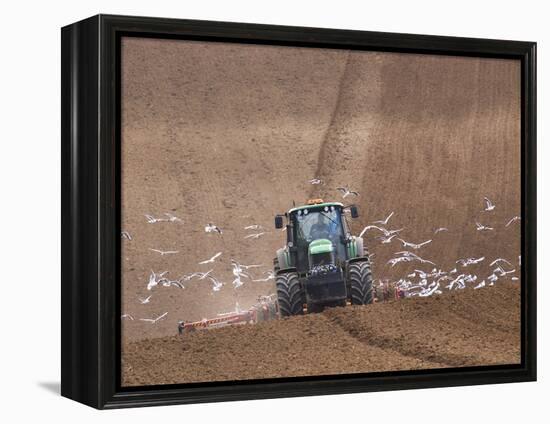 Sowing a Cereal Crop In Mid March-Adrian Bicker-Framed Premier Image Canvas