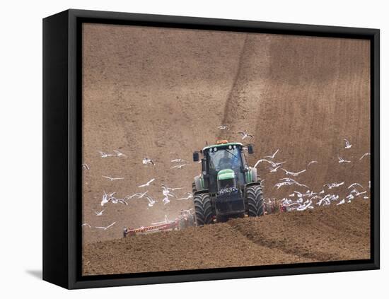 Sowing a Cereal Crop In Mid March-Adrian Bicker-Framed Premier Image Canvas
