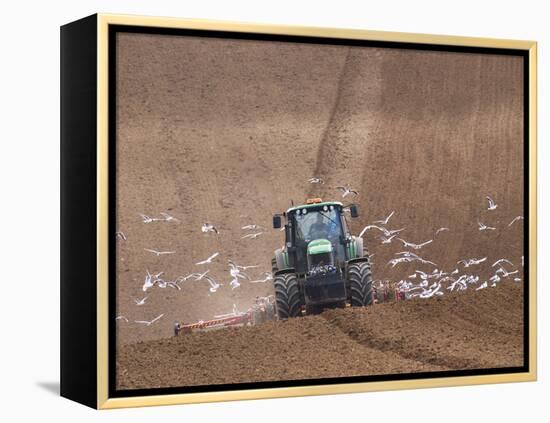 Sowing a Cereal Crop In Mid March-Adrian Bicker-Framed Premier Image Canvas