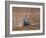 Sowing a Cereal Crop In Mid March-Adrian Bicker-Framed Photographic Print