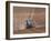 Sowing a Cereal Crop In Mid March-Adrian Bicker-Framed Photographic Print