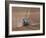 Sowing a Cereal Crop In Mid March-Adrian Bicker-Framed Photographic Print