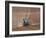 Sowing a Cereal Crop In Mid March-Adrian Bicker-Framed Photographic Print