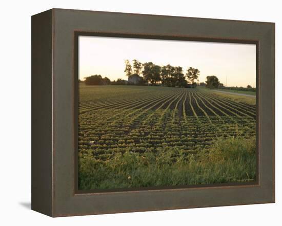 Soy Bean Field, Hudson, Illinois, Midwest, USA-Ken Gillham-Framed Premier Image Canvas