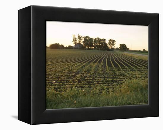 Soy Bean Field, Hudson, Illinois, Midwest, USA-Ken Gillham-Framed Premier Image Canvas