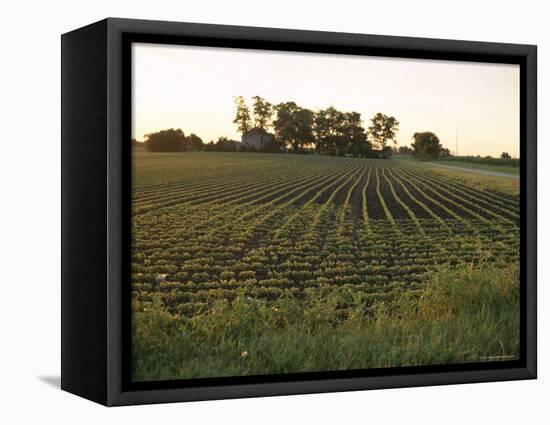 Soy Bean Field, Hudson, Illinois, Midwest, USA-Ken Gillham-Framed Premier Image Canvas