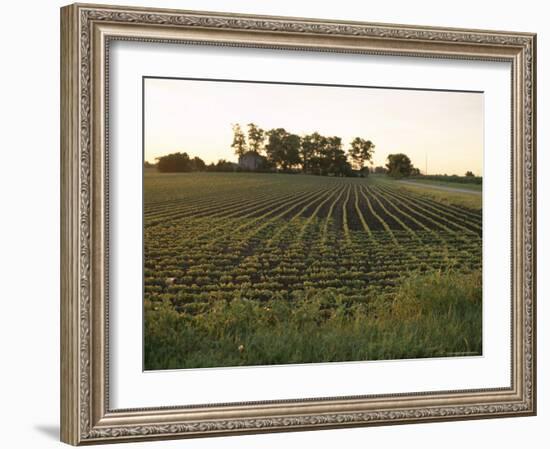 Soy Bean Field, Hudson, Illinois, Midwest, USA-Ken Gillham-Framed Photographic Print