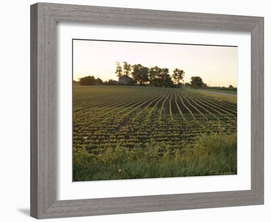 Soy Bean Field, Hudson, Illinois, Midwest, USA-Ken Gillham-Framed Photographic Print