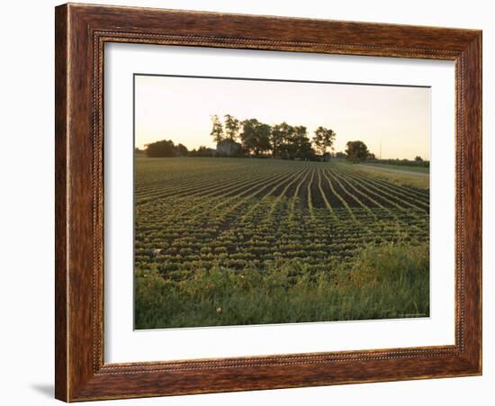 Soy Bean Field, Hudson, Illinois, Midwest, USA-Ken Gillham-Framed Photographic Print