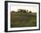 Soy Bean Field, Hudson, Illinois, Midwest, USA-Ken Gillham-Framed Photographic Print