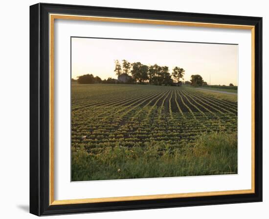 Soy Bean Field, Hudson, Illinois, Midwest, USA-Ken Gillham-Framed Photographic Print