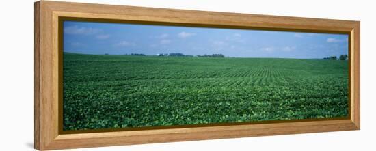 Soybean Crop in a Field, Tama County, Iowa, USA-null-Framed Premier Image Canvas