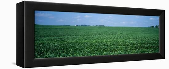 Soybean Crop in a Field, Tama County, Iowa, USA-null-Framed Premier Image Canvas