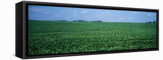 Soybean Crop in a Field, Tama County, Iowa, USA-null-Framed Premier Image Canvas