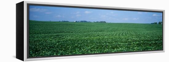 Soybean Crop in a Field, Tama County, Iowa, USA-null-Framed Premier Image Canvas