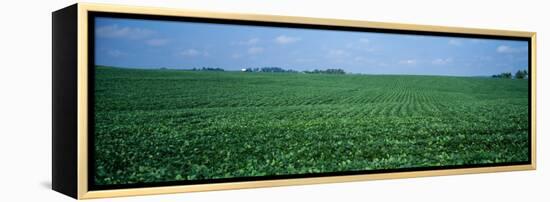 Soybean Crop in a Field, Tama County, Iowa, USA-null-Framed Premier Image Canvas