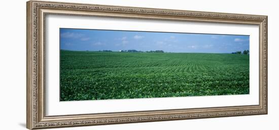 Soybean Crop in a Field, Tama County, Iowa, USA-null-Framed Photographic Print