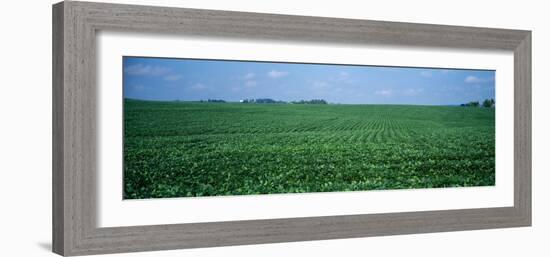 Soybean Crop in a Field, Tama County, Iowa, USA-null-Framed Photographic Print