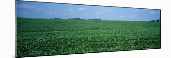Soybean Crop in a Field, Tama County, Iowa, USA-null-Mounted Photographic Print