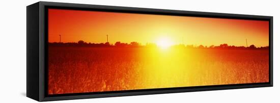 Soybean Field at Sunset, Wood County, Ohio, USA-null-Framed Stretched Canvas