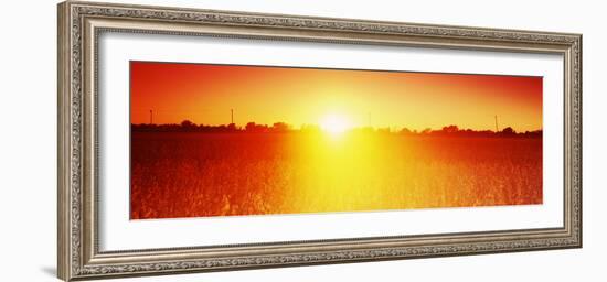 Soybean Field at Sunset, Wood County, Ohio, USA-null-Framed Photographic Print