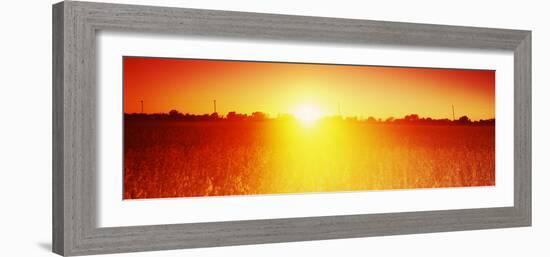 Soybean Field at Sunset, Wood County, Ohio, USA-null-Framed Photographic Print