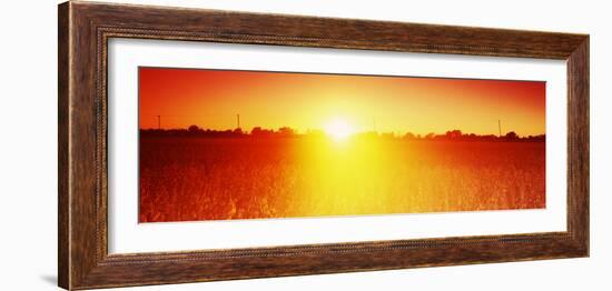 Soybean Field at Sunset, Wood County, Ohio, USA-null-Framed Photographic Print