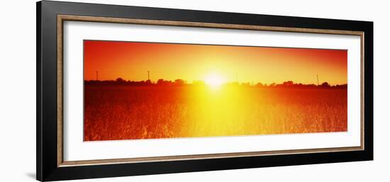 Soybean Field at Sunset, Wood County, Ohio, USA-null-Framed Photographic Print