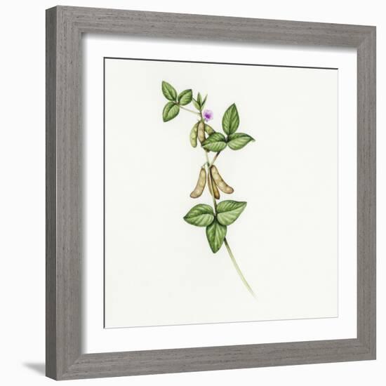 Soybean (Glycine Max)-Lizzie Harper-Framed Premium Photographic Print