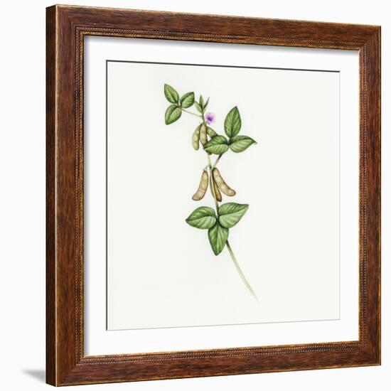 Soybean (Glycine Max)-Lizzie Harper-Framed Premium Photographic Print