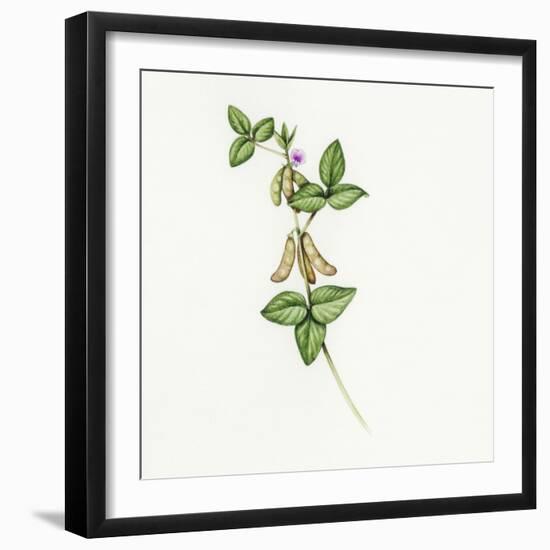 Soybean (Glycine Max)-Lizzie Harper-Framed Premium Photographic Print