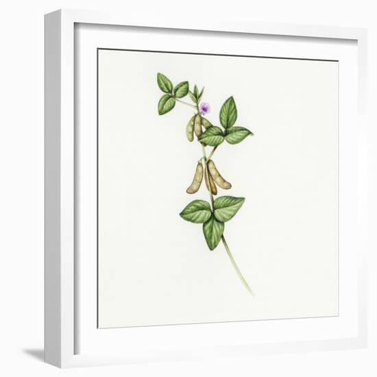 Soybean (Glycine Max)-Lizzie Harper-Framed Premium Photographic Print