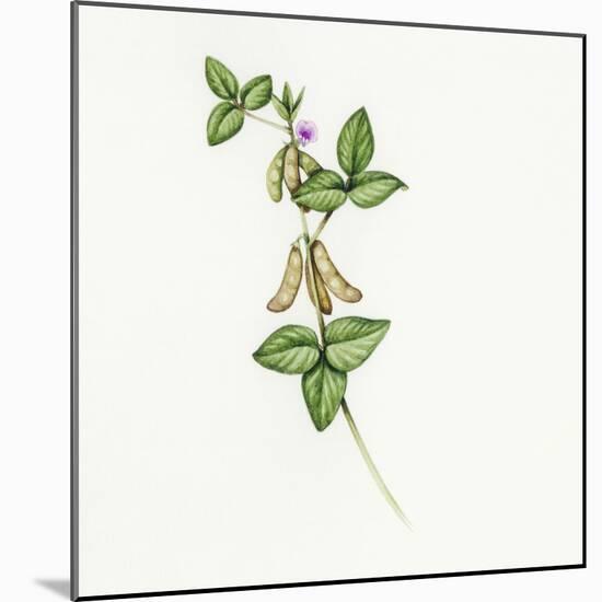 Soybean (Glycine Max)-Lizzie Harper-Mounted Premium Photographic Print