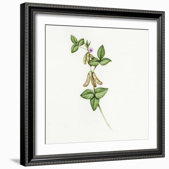 Soybean (Glycine Max)-Lizzie Harper-Framed Premium Photographic Print