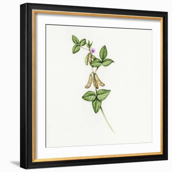 Soybean (Glycine Max)-Lizzie Harper-Framed Premium Photographic Print