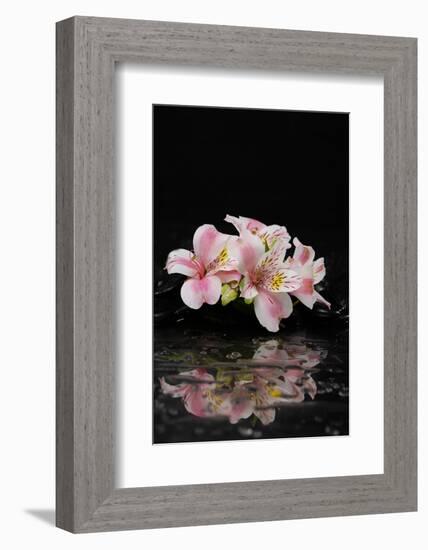 Spa and Aromatherapy Concept Shot- Branch Orchid with Therapy Black Stones-crystalfoto-Framed Photographic Print