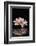 Spa and Aromatherapy Concept Shot- Branch Orchid with Therapy Black Stones-crystalfoto-Framed Photographic Print